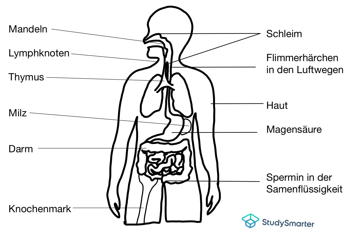Immunsystem Organe des Immunsystems StudySmarter